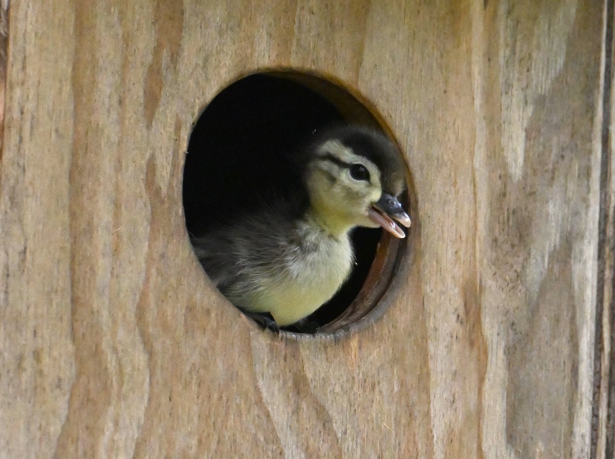 Wood Duck - ML620833553