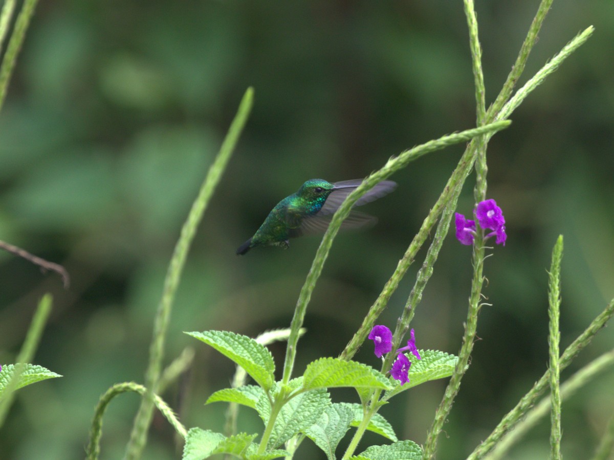 kolibřík modroocasý - ML620833556