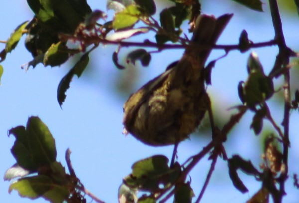 Orange-crowned Warbler - ML620833559