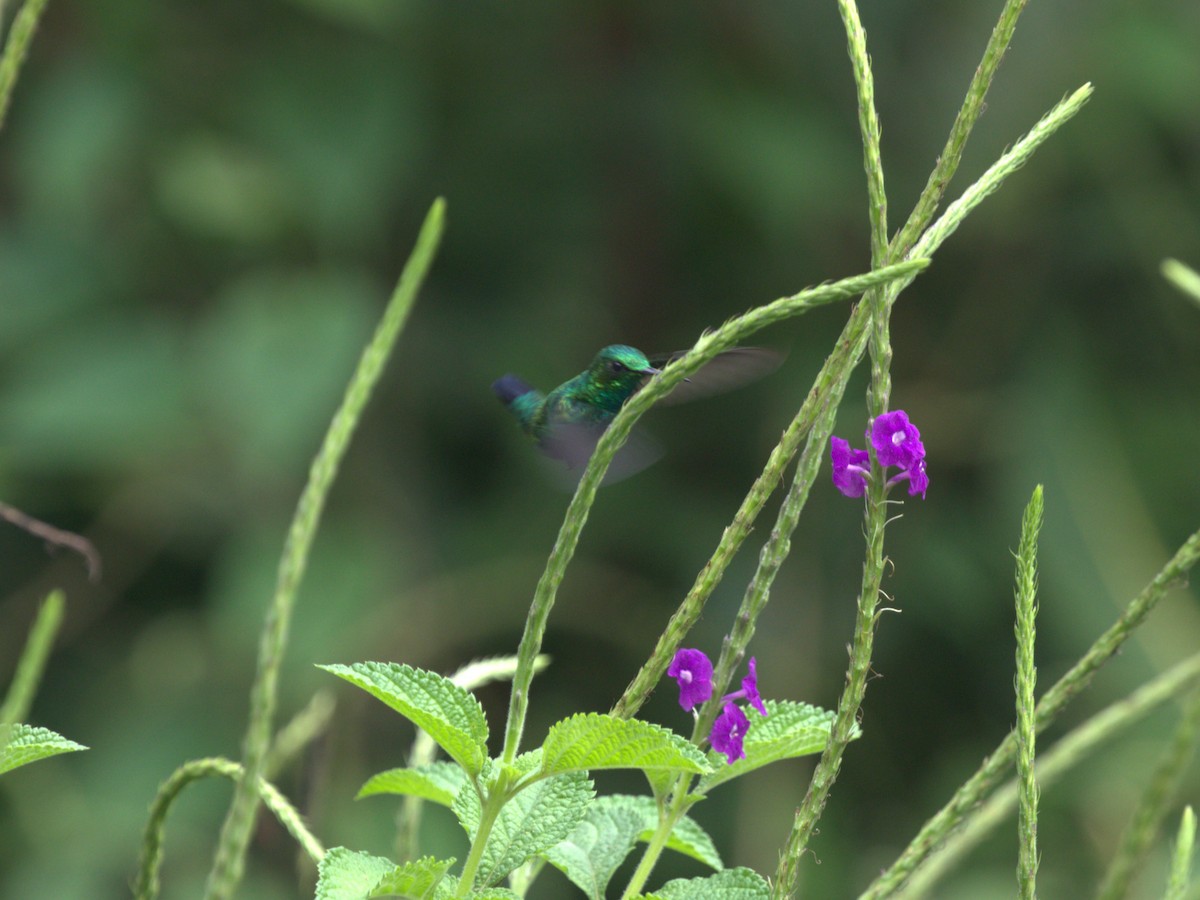 Blue-tailed Emerald - Menachem Goldstein