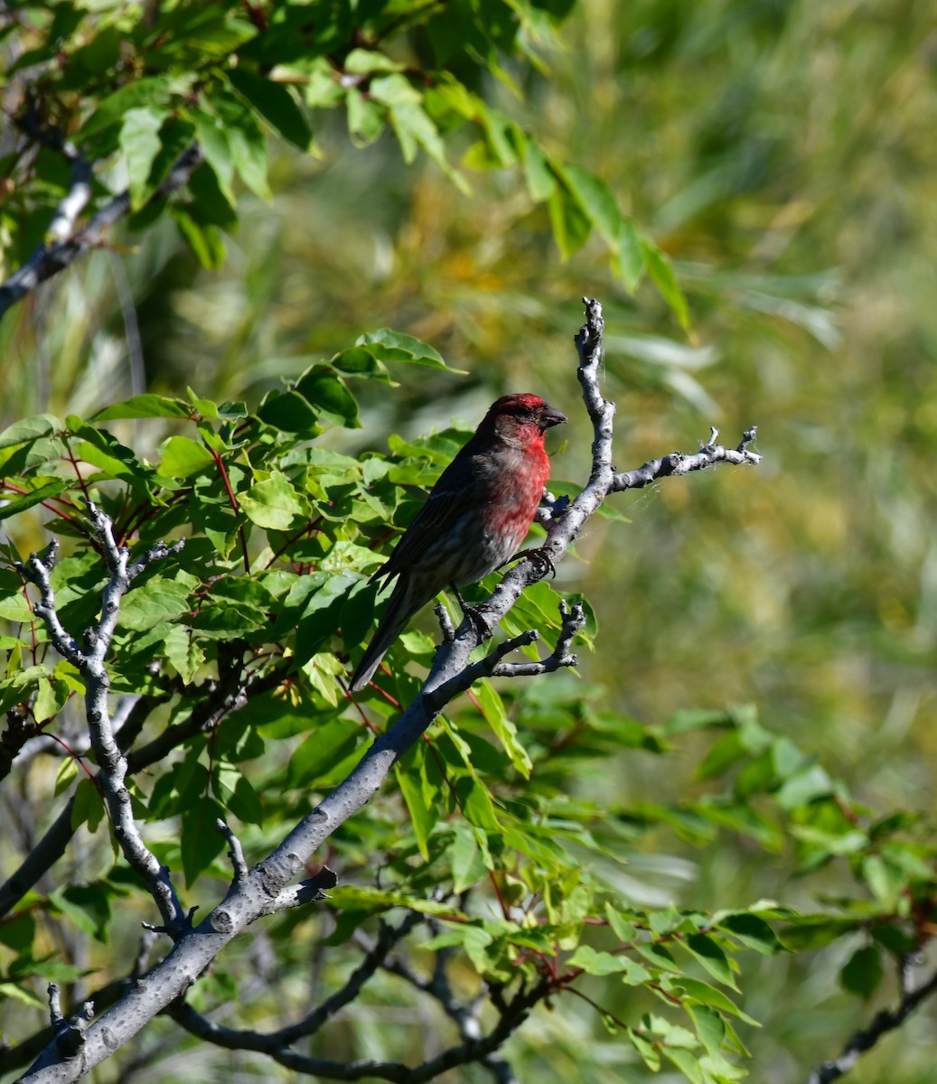 House Finch - ML620833564