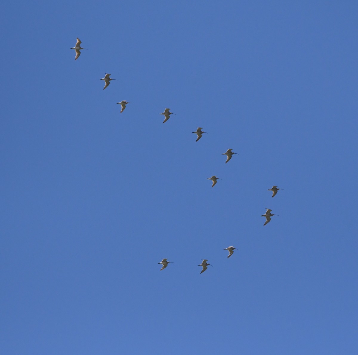 Eurasian Curlew - ML620833565