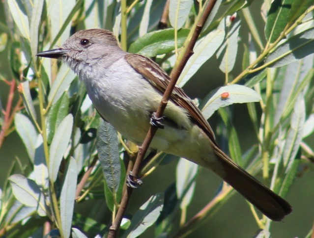 Ash-throated Flycatcher - ML620833571