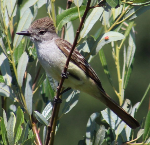 Ash-throated Flycatcher - ML620833572