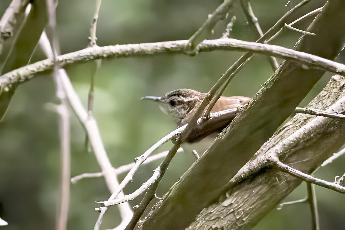 Carolina Wren - ML620833581