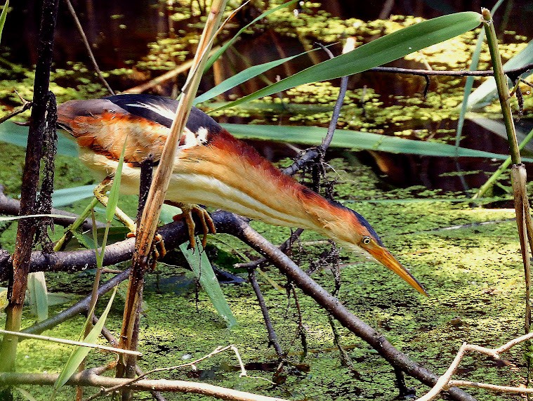 Least Bittern - ML620833582