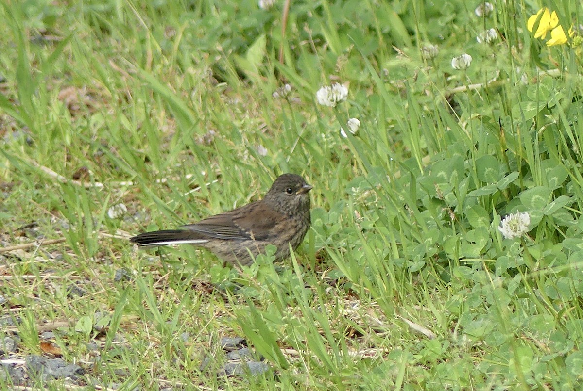 Dark-eyed Junco - ML620833584