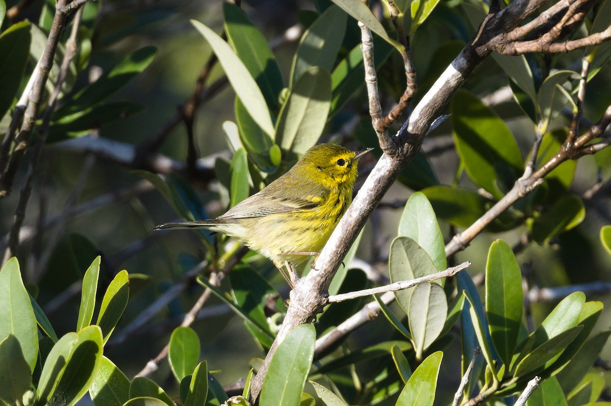 Prairie Warbler - ML620833586