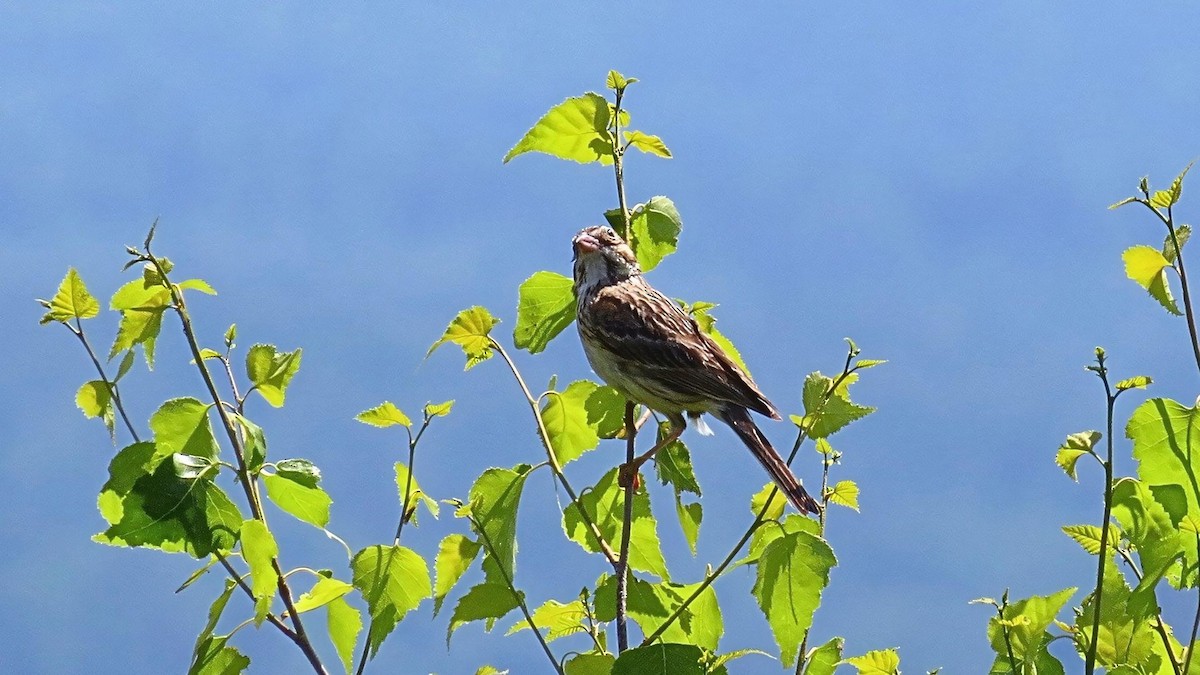 Vesper Sparrow - ML620833588