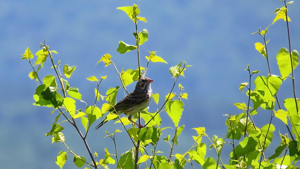 Vesper Sparrow - ML620833589