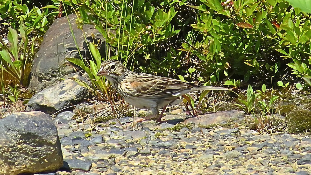 Vesper Sparrow - ML620833590