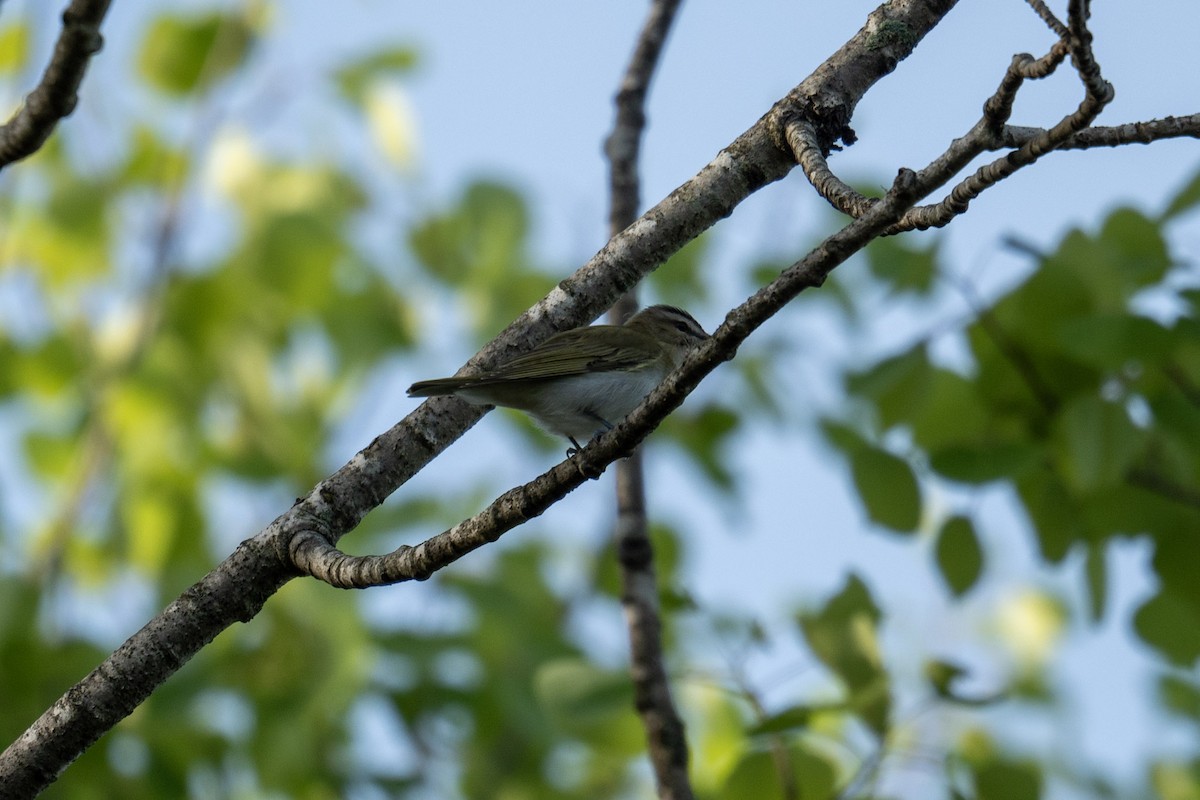 Kızıl Gözlü Vireo - ML620833592