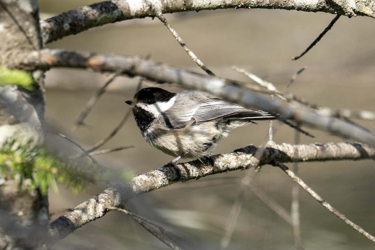 Black-capped Chickadee - ML620833593