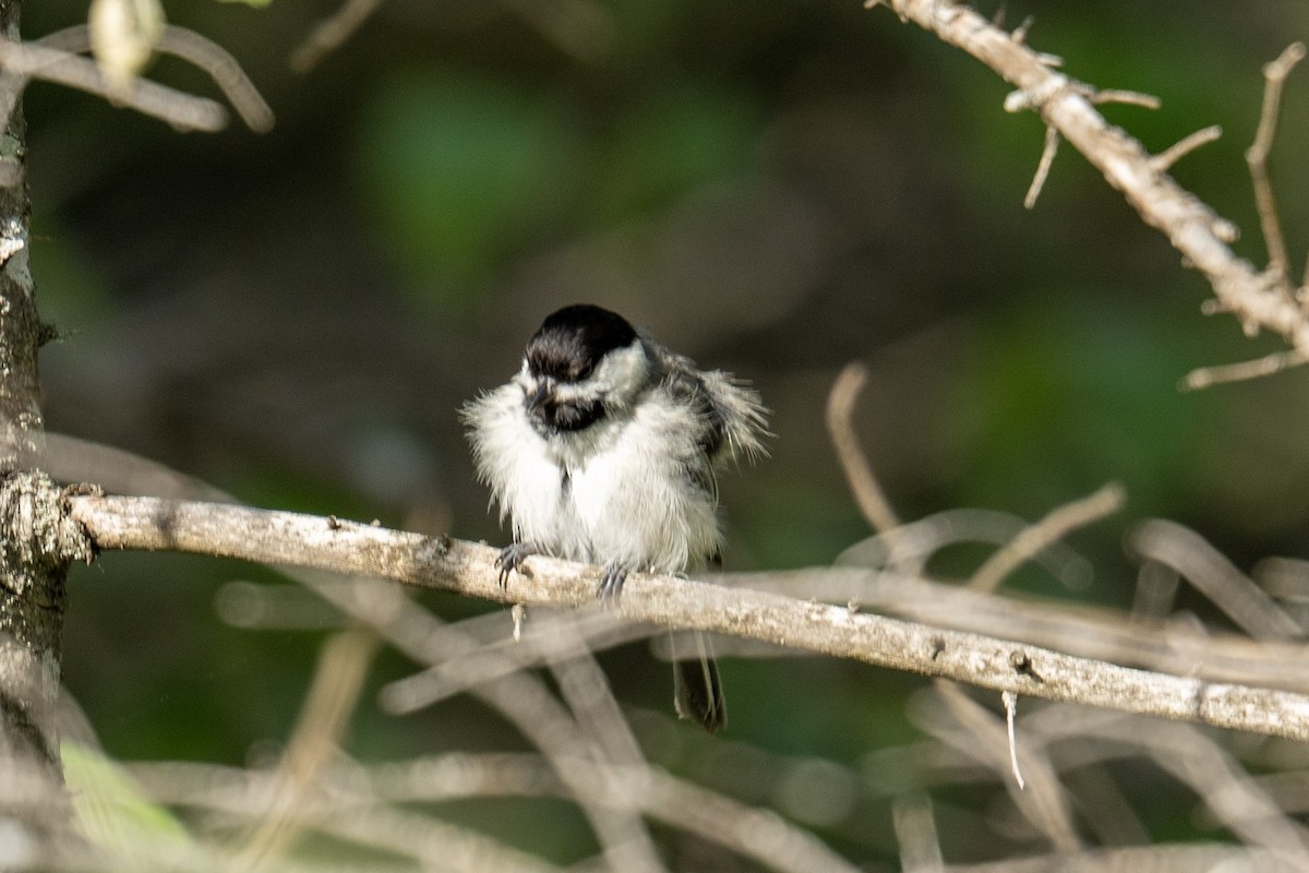 Black-capped Chickadee - ML620833594