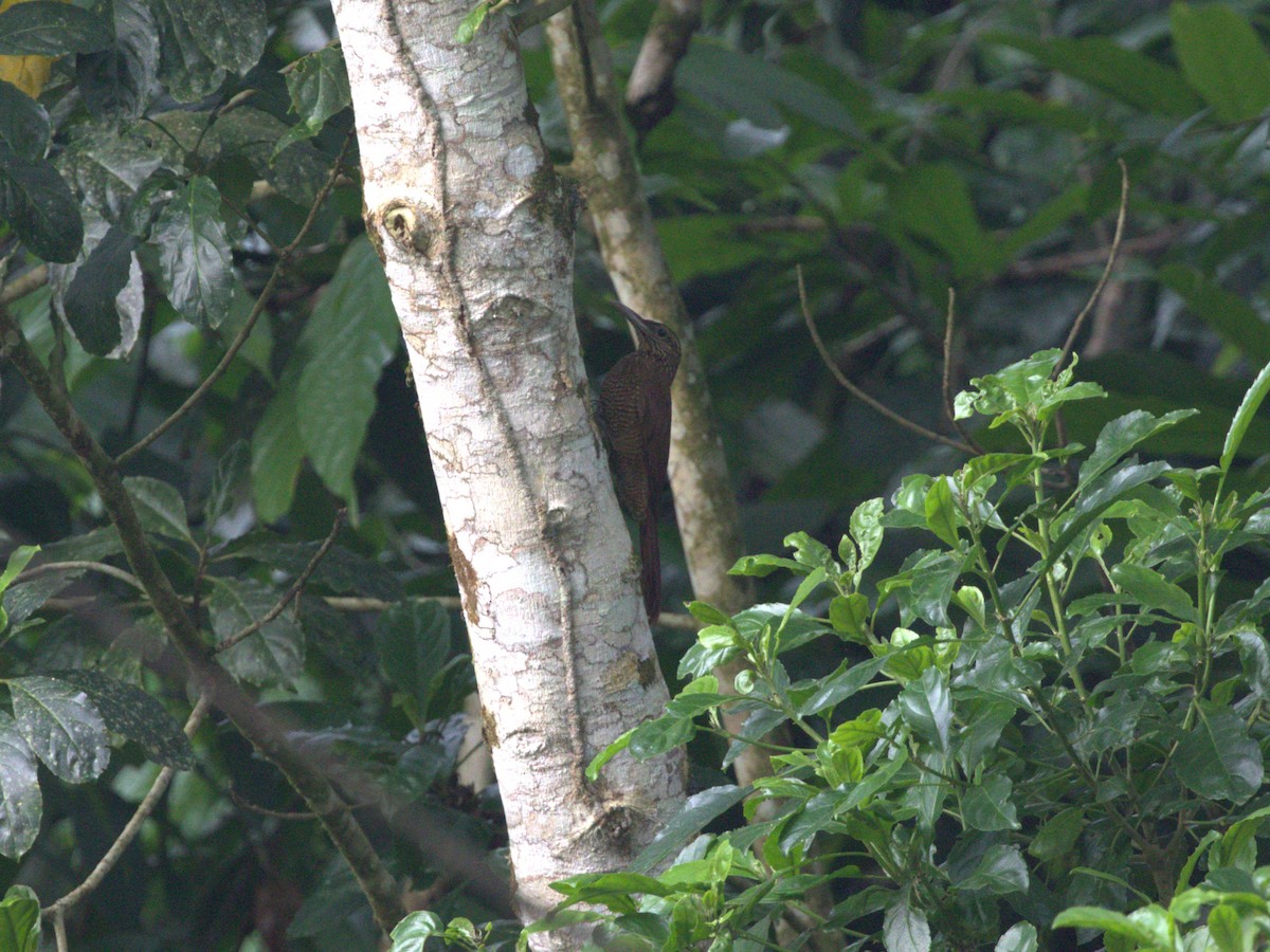 Amazonian Barred-Woodcreeper (Napo) - ML620833596