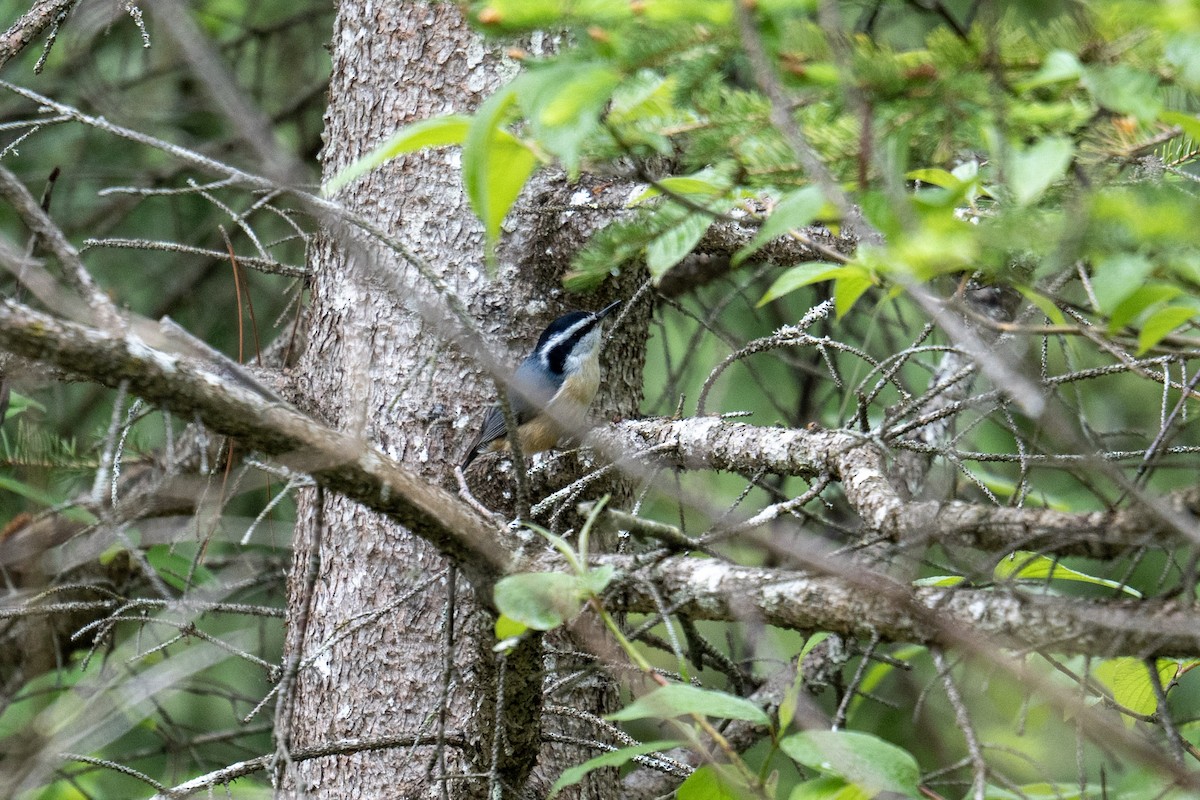 Red-breasted Nuthatch - ML620833602