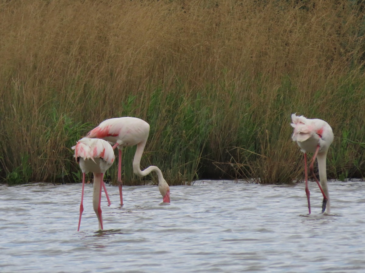 Greater Flamingo - ML620833603