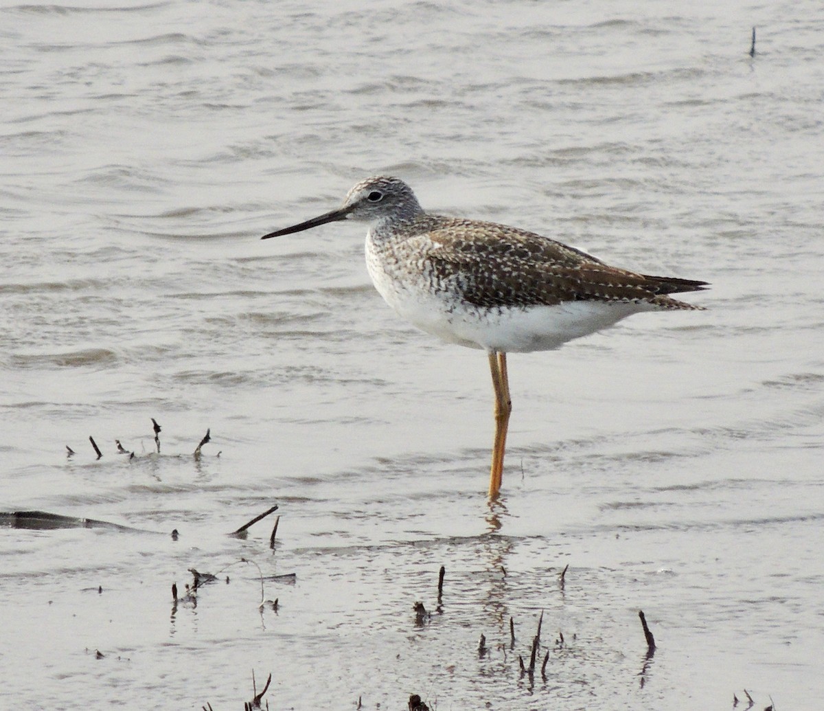 Greater Yellowlegs - ML620833606