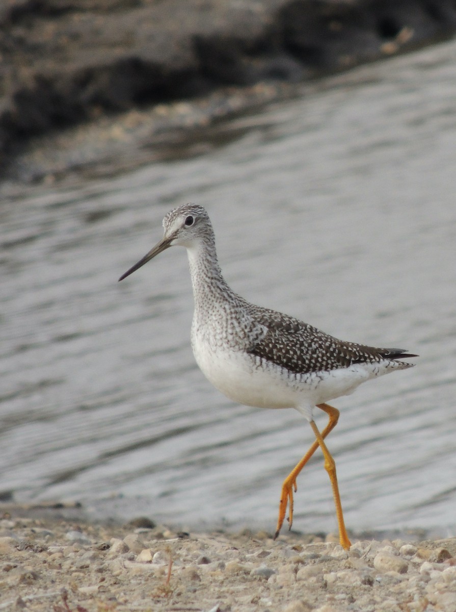 Greater Yellowlegs - ML620833607