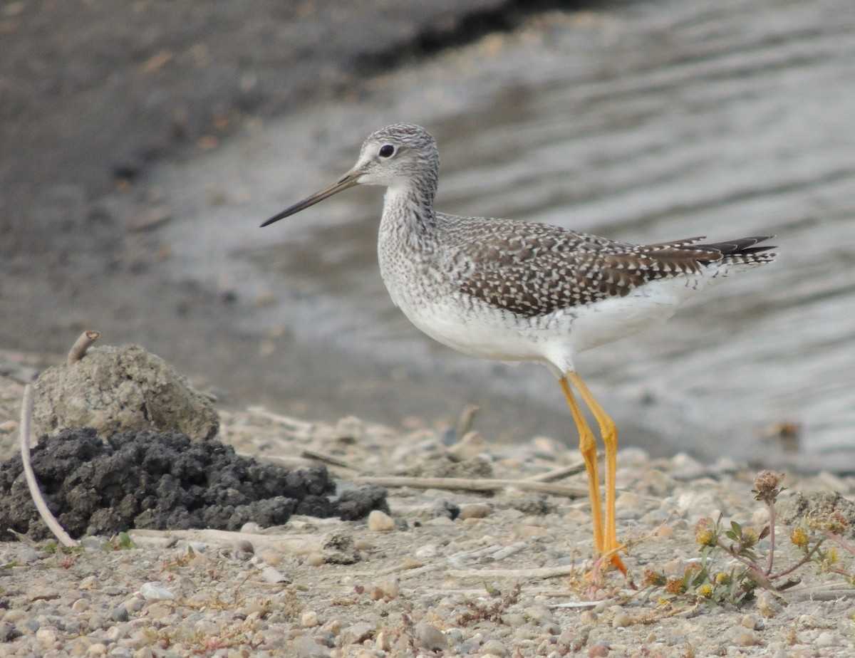 Greater Yellowlegs - ML620833608