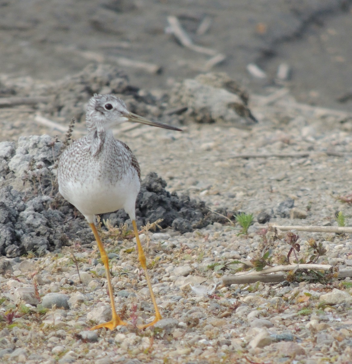 Greater Yellowlegs - Nancy Henke