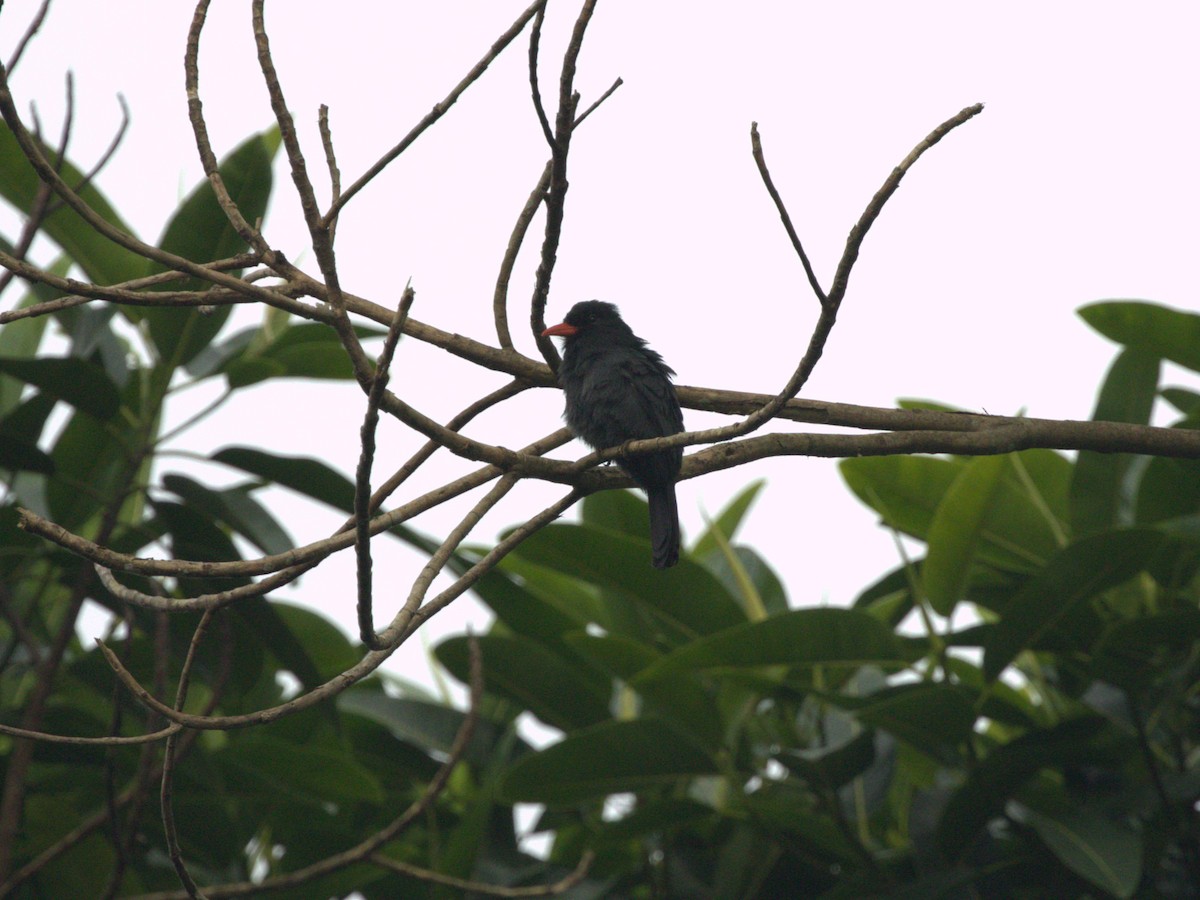 Black-fronted Nunbird - ML620833611