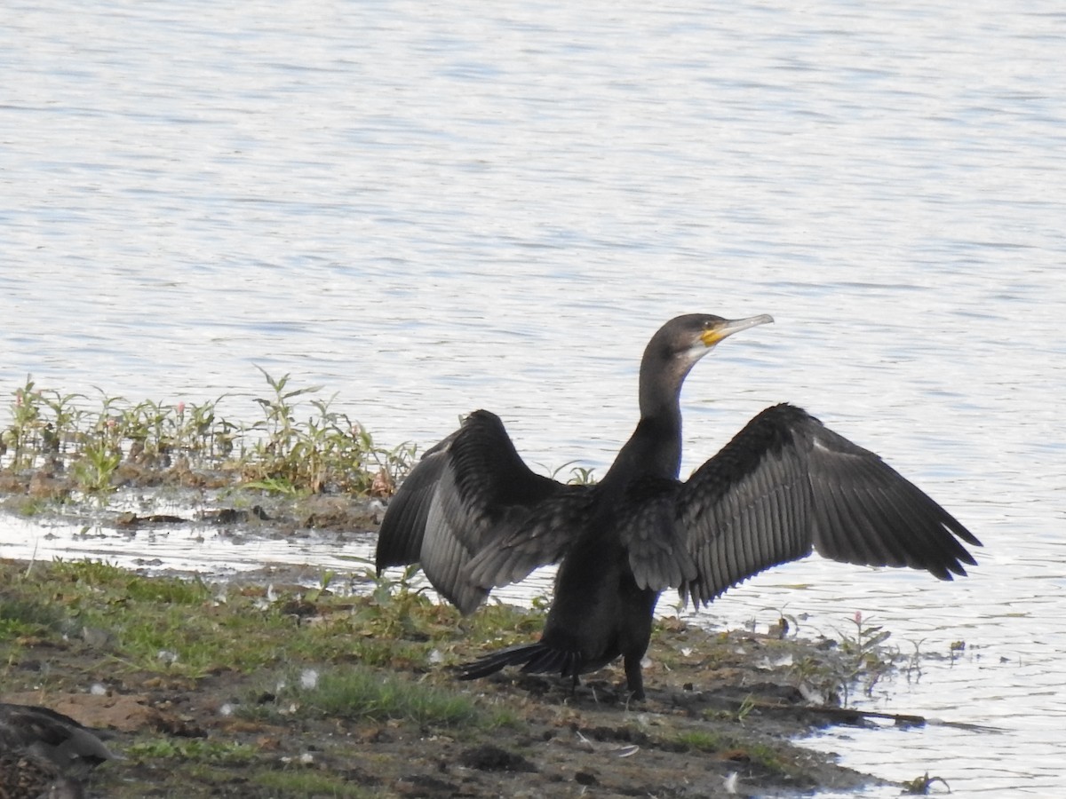 Great Cormorant - ML620833613