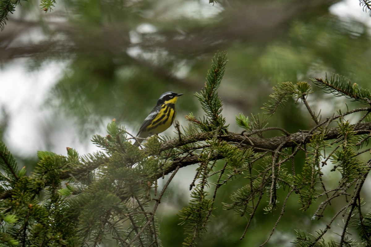 Magnolia Warbler - ML620833615