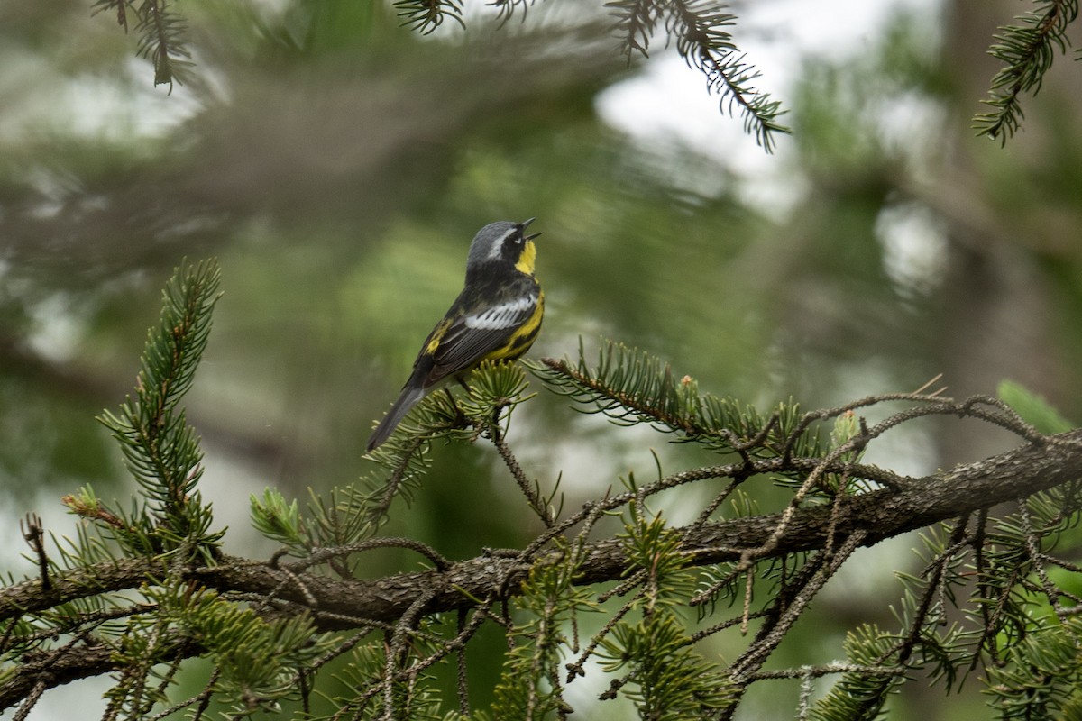 Magnolia Warbler - ML620833616