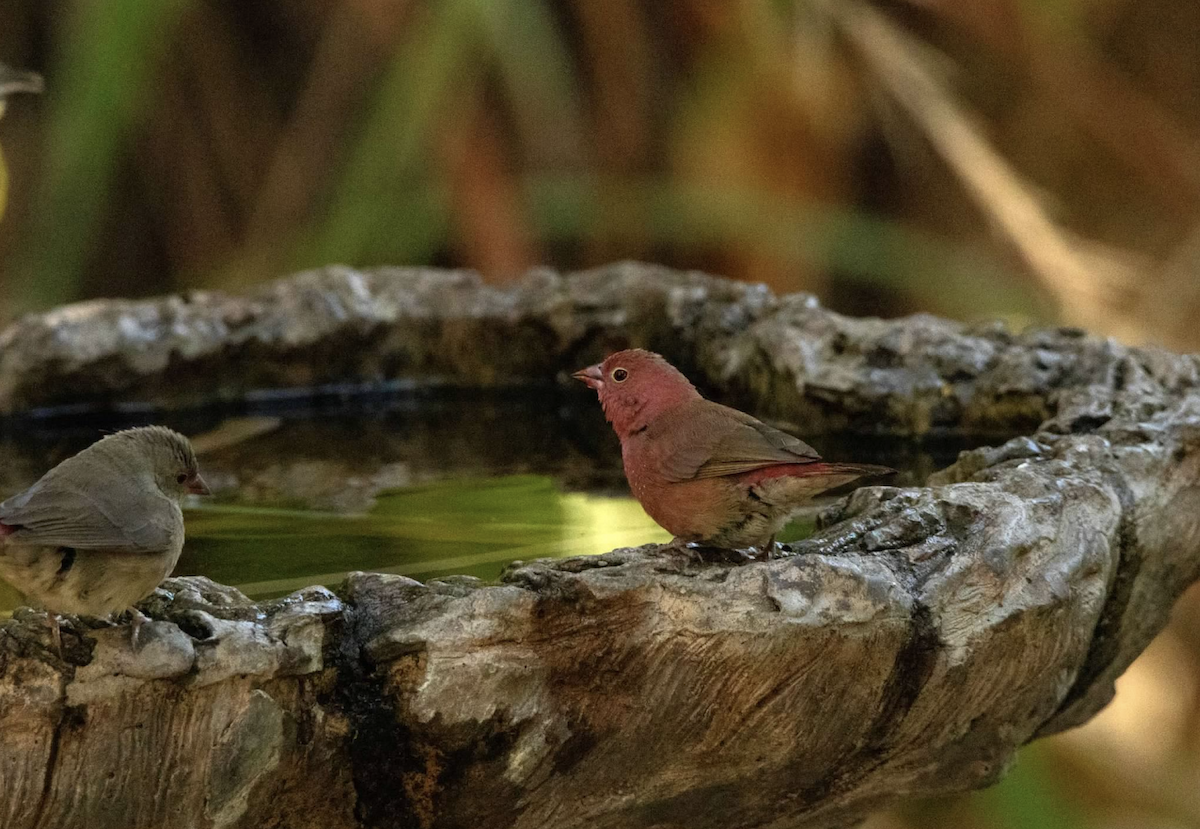 Red-billed Firefinch - ML620833621