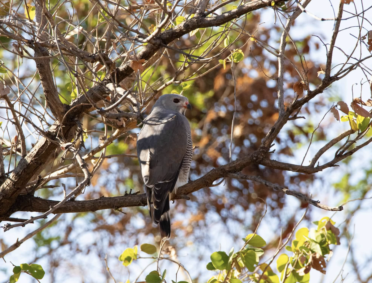 Red-eyed Dove - ML620833624