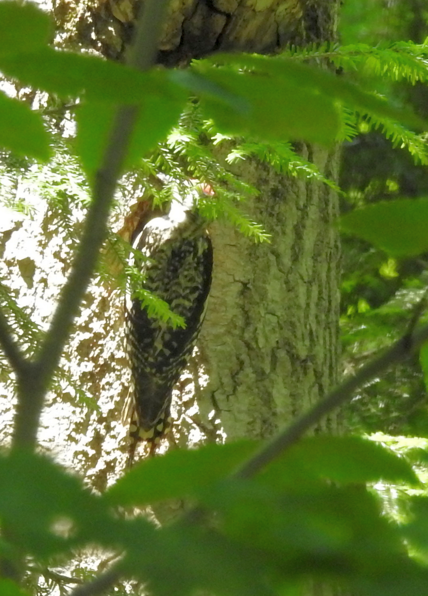 Yellow-bellied Sapsucker - ML620833625