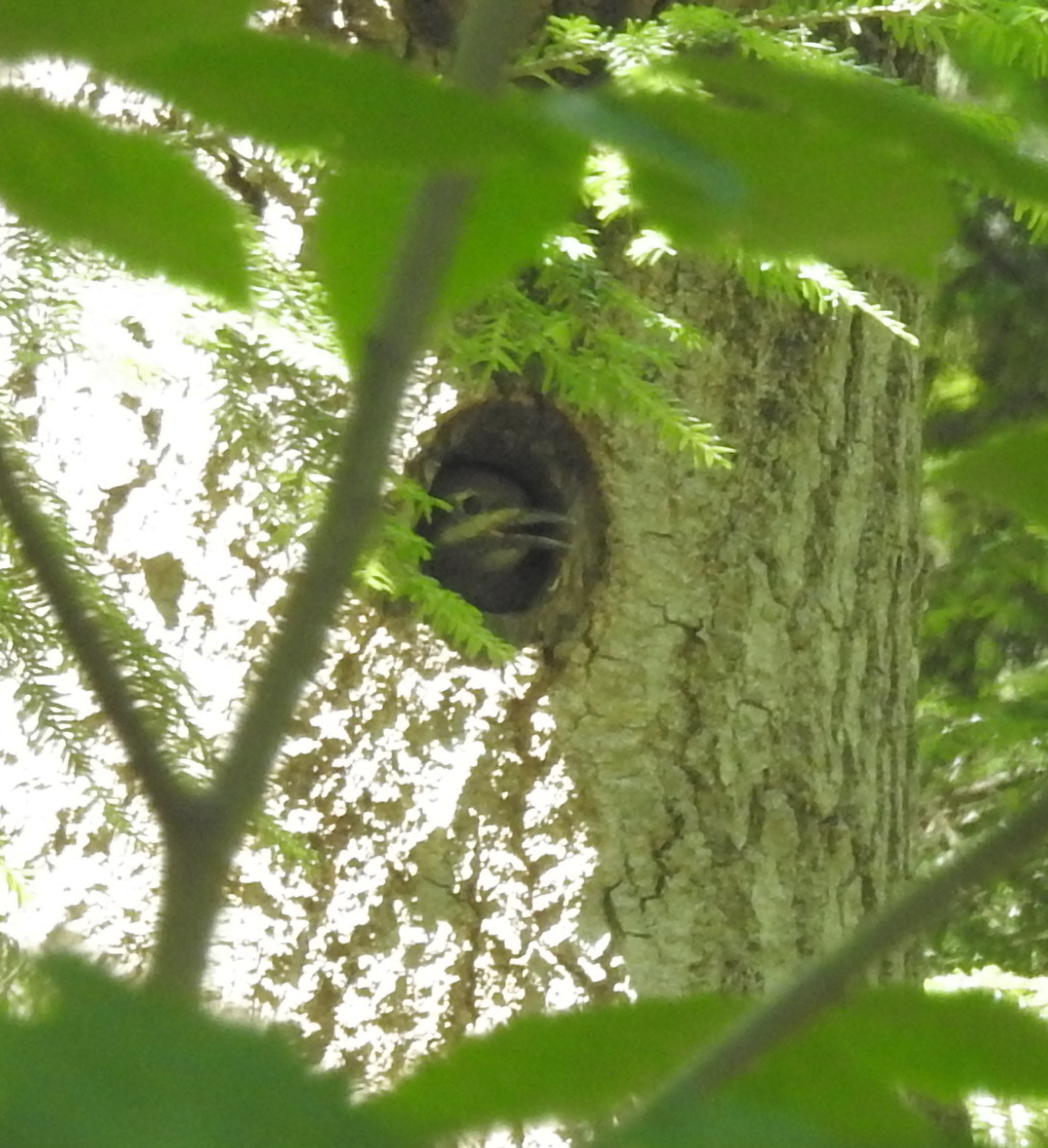 Yellow-bellied Sapsucker - ML620833626