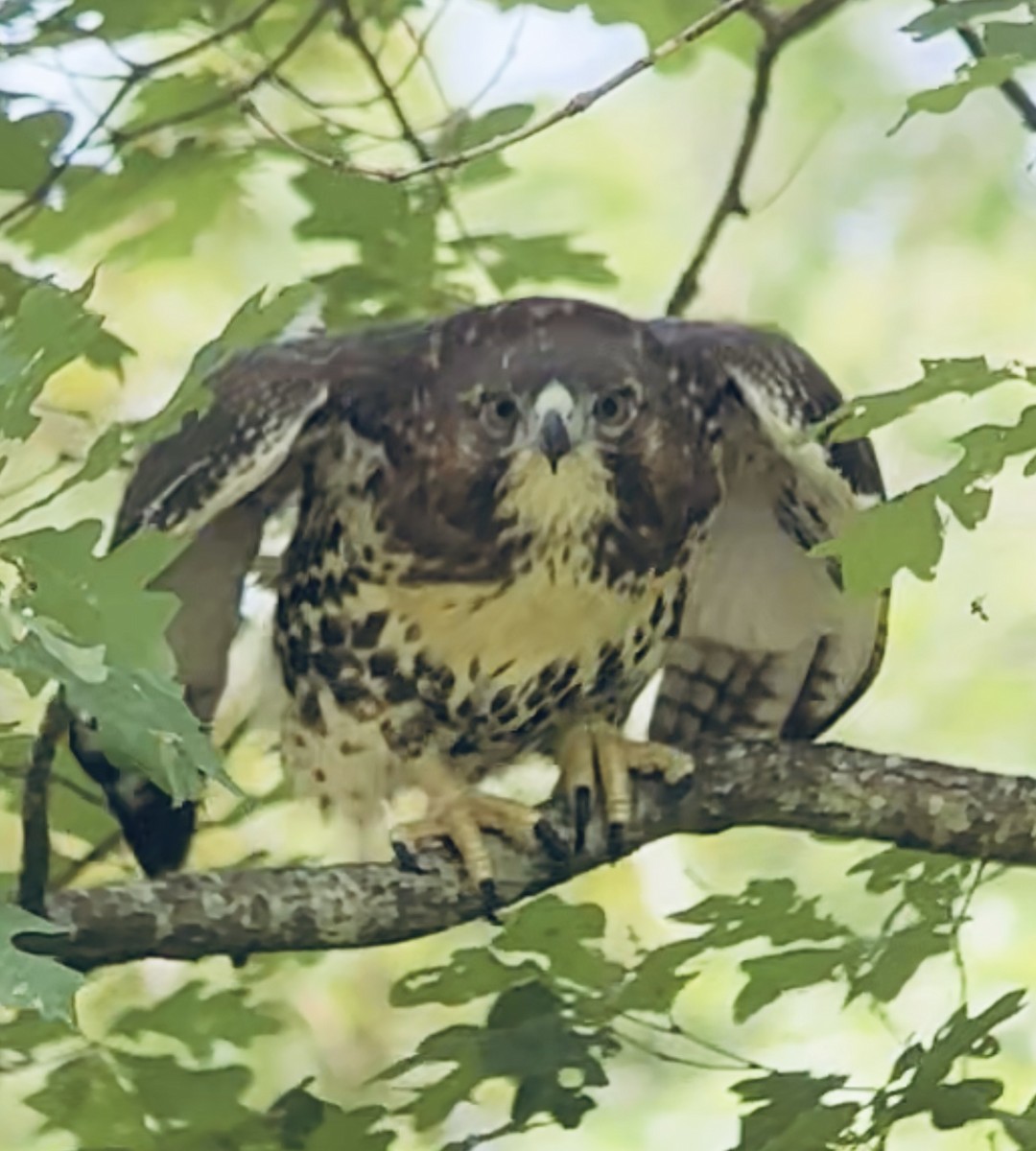 Red-tailed Hawk - ML620833631