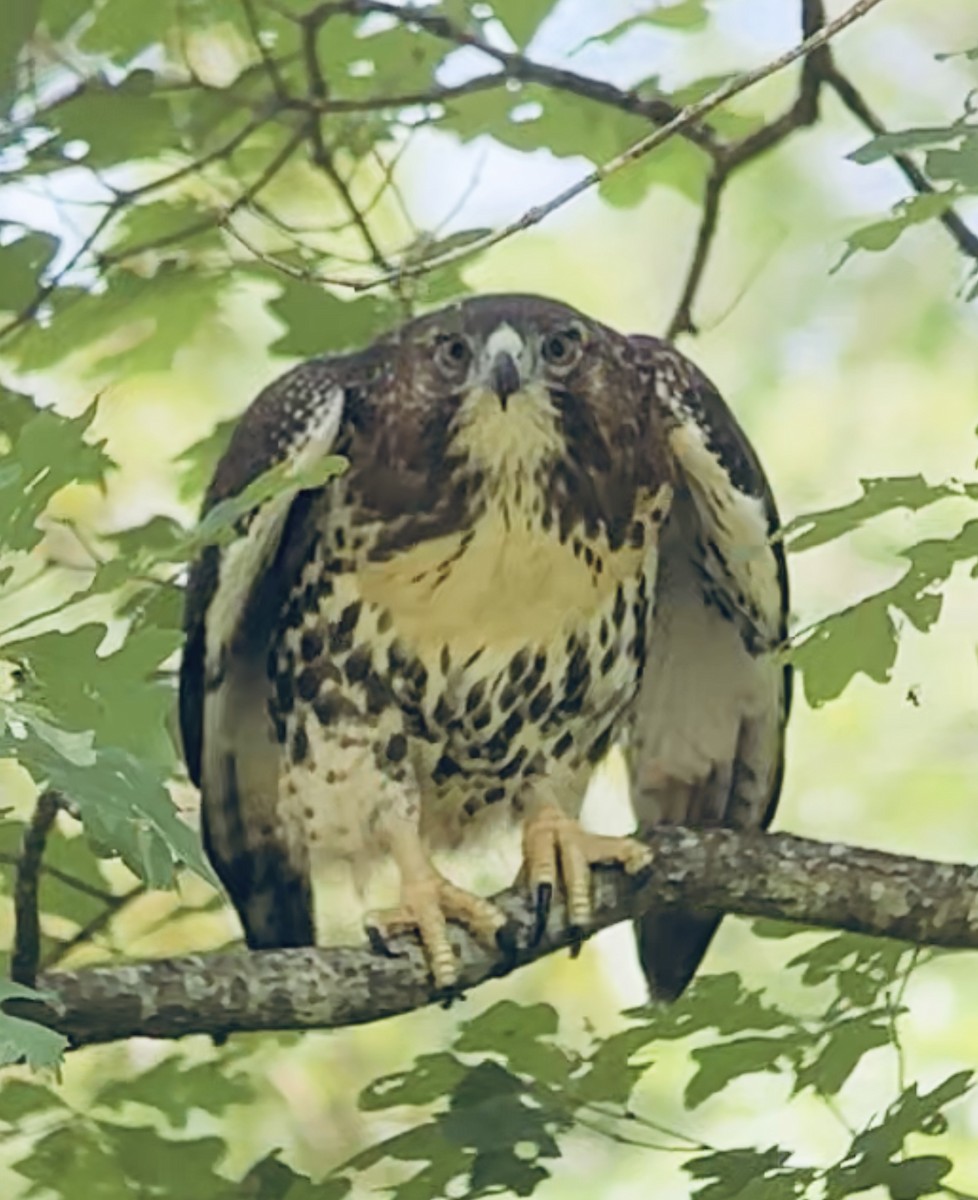 Red-tailed Hawk - ML620833635