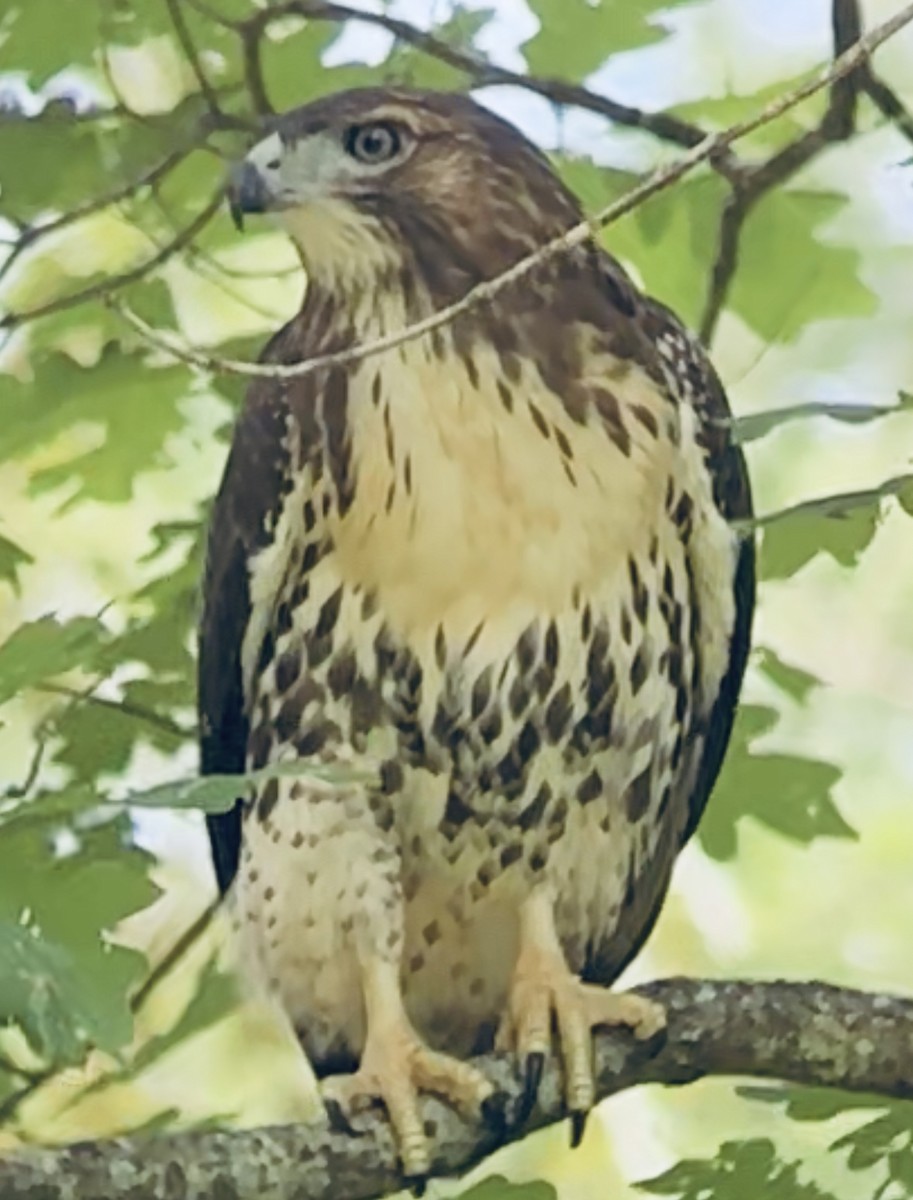 Red-tailed Hawk - ML620833637