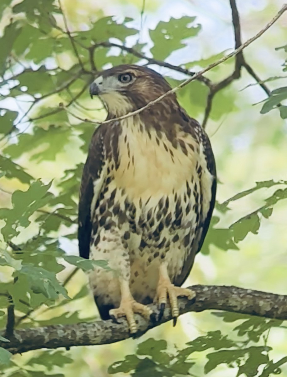 Red-tailed Hawk - ML620833638