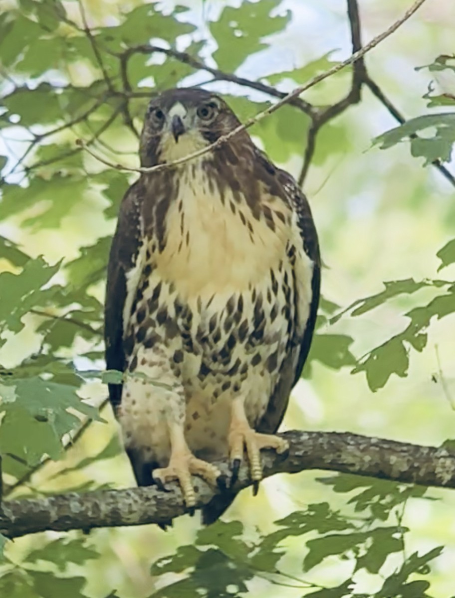 Red-tailed Hawk - ML620833639