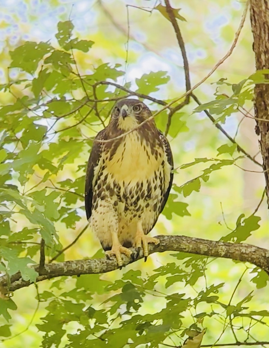 Red-tailed Hawk - ML620833641