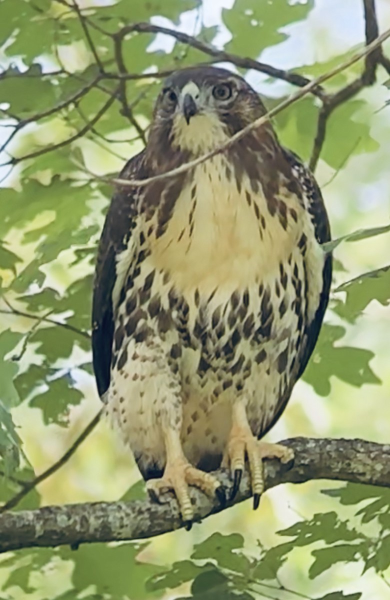 Red-tailed Hawk - ML620833643