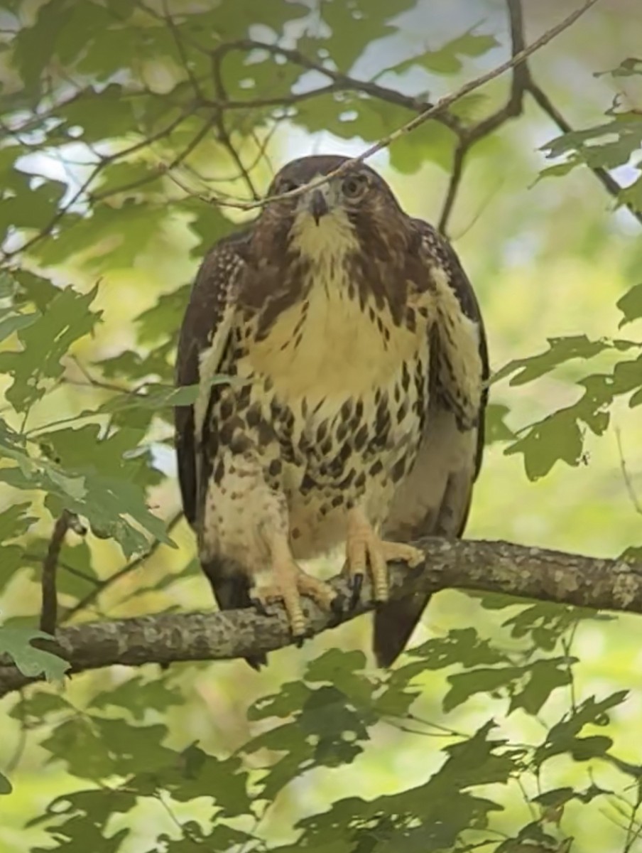 Red-tailed Hawk - ML620833645