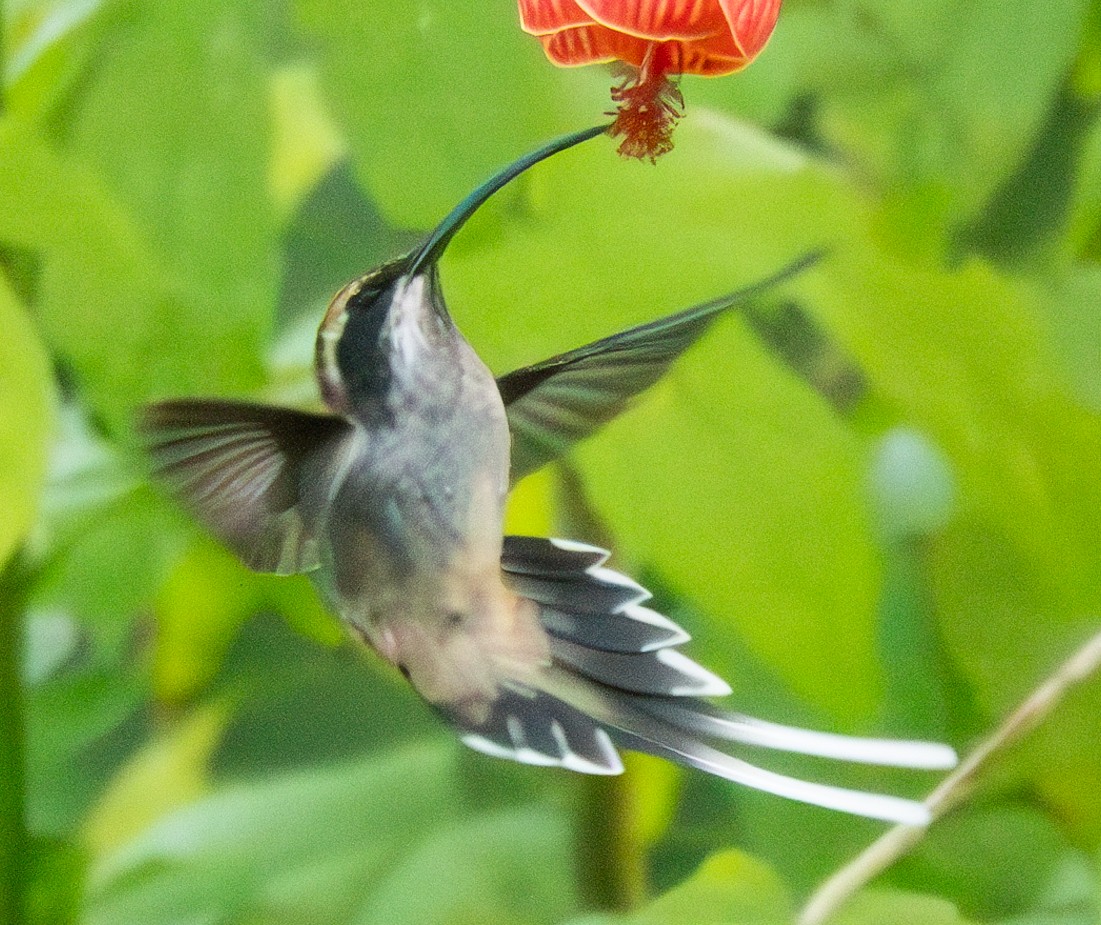 kolibřík šupinkohrdlý - ML620833650