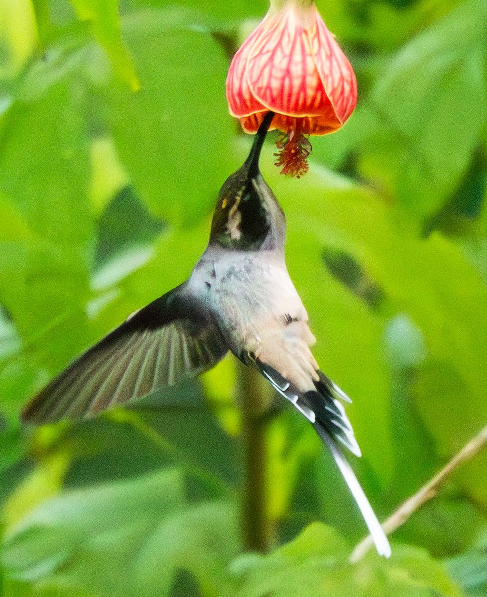 kolibřík šupinkohrdlý - ML620833651