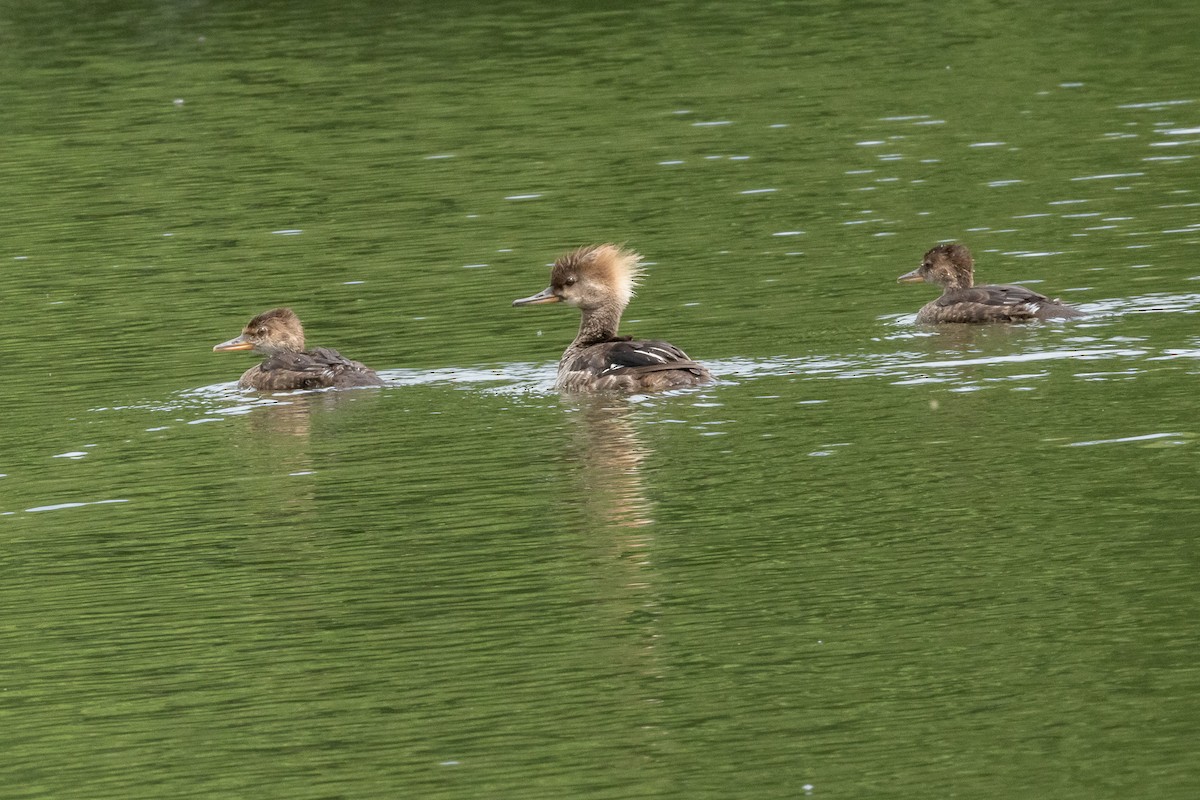 Hooded Merganser - ML620833654