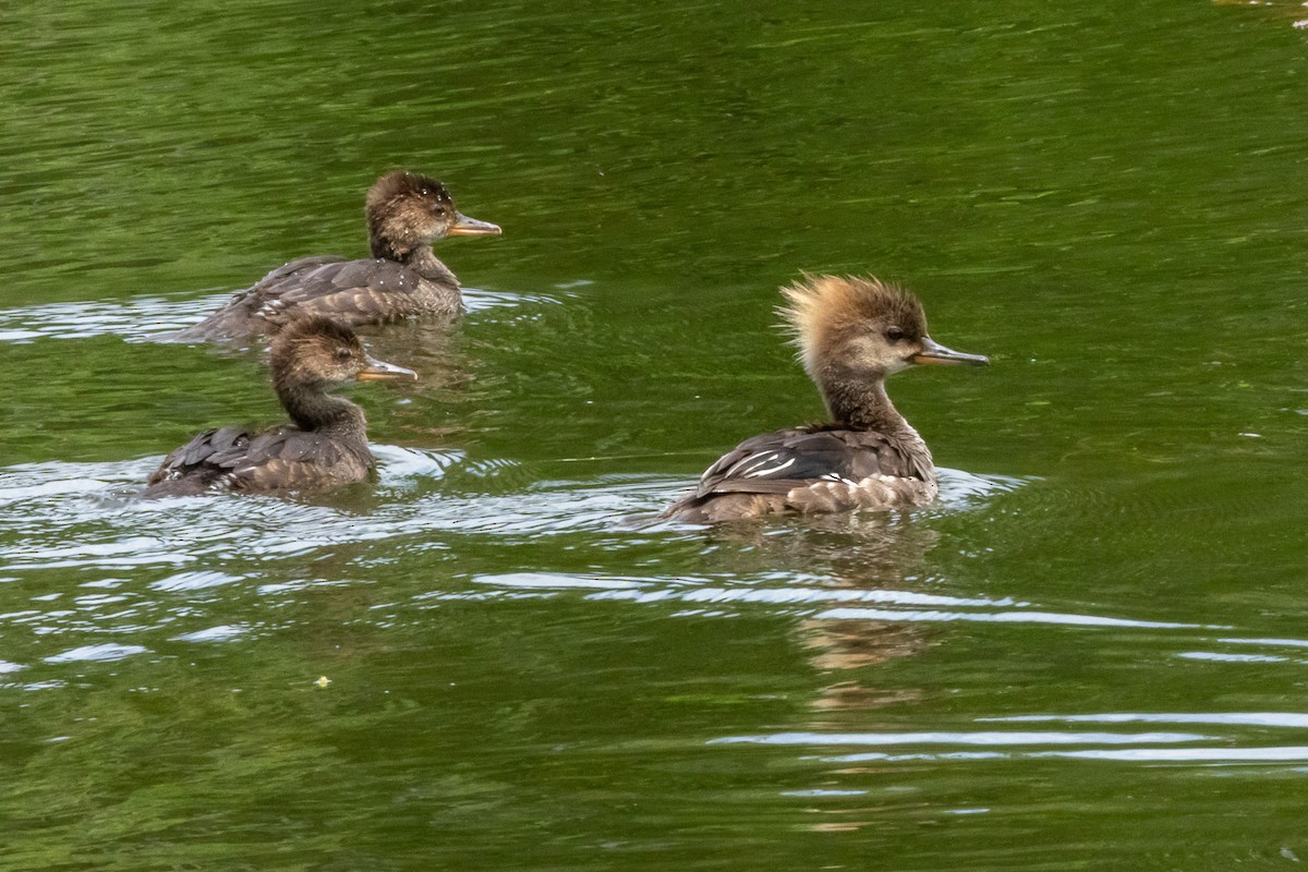 Hooded Merganser - ML620833655