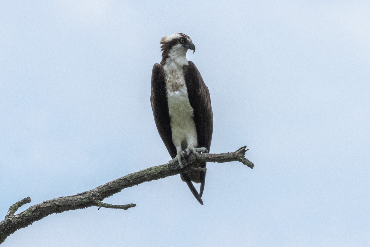 Osprey - ML620833660