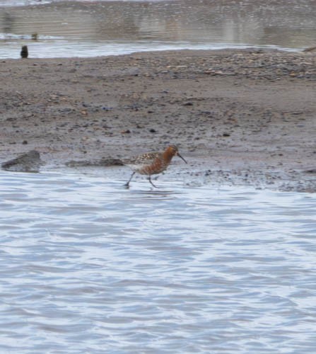 Curlew Sandpiper - ML620833668