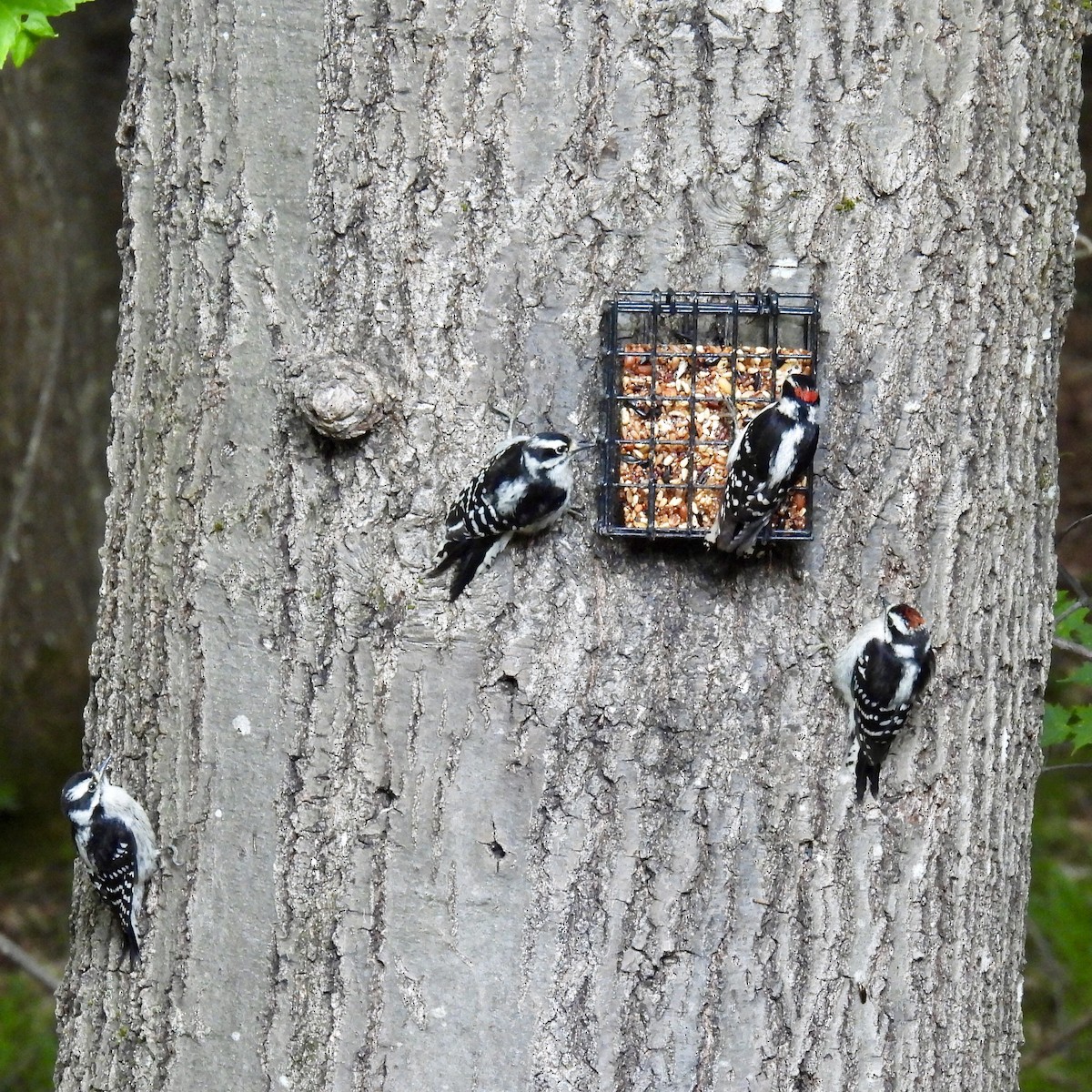 Downy Woodpecker - ML620833669