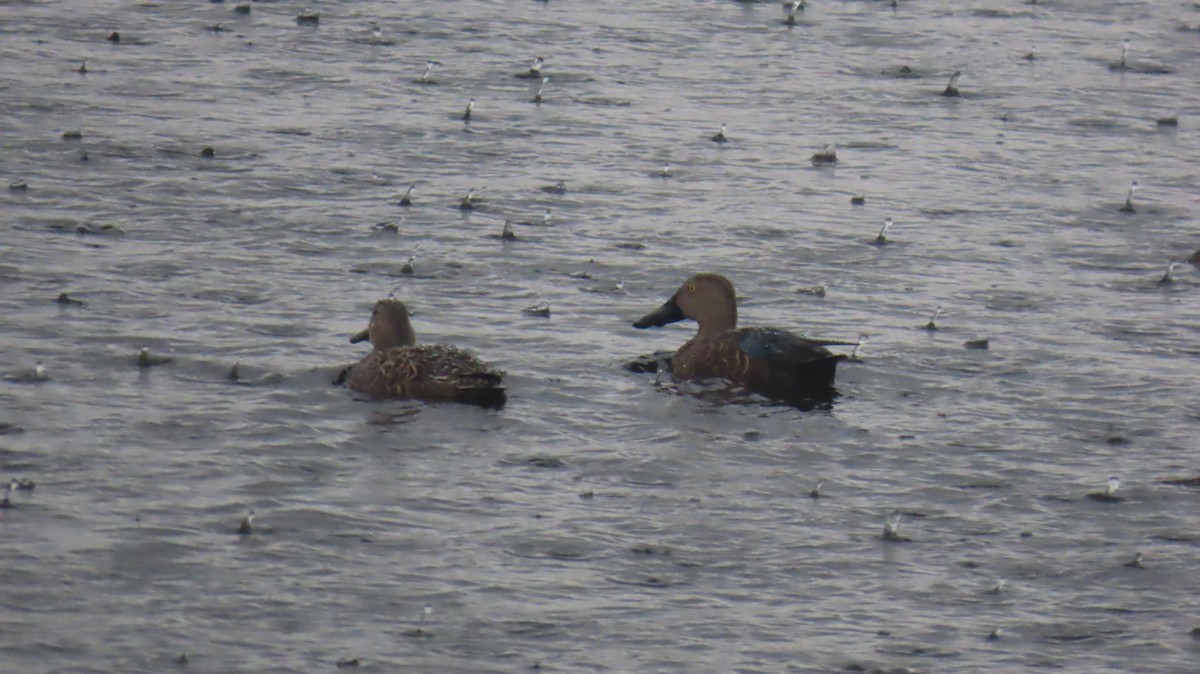 Cape Shoveler - ML620833670