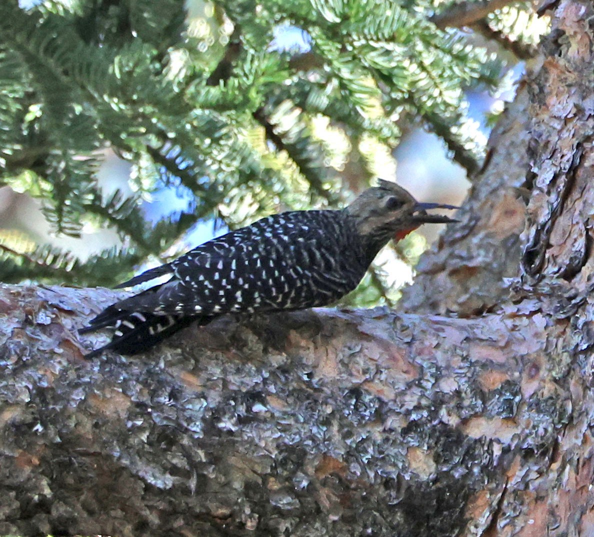 Williamson's Sapsucker - ML620833671